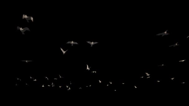 Seagulls Flying Slow Motion Black — Stockvideo