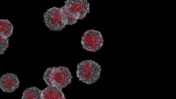 White Blood Cells Flow Monocyte Black — Wideo stockowe