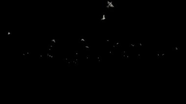 Güvercinler yavaş çekimde uçuyor, siyahlara karşı.