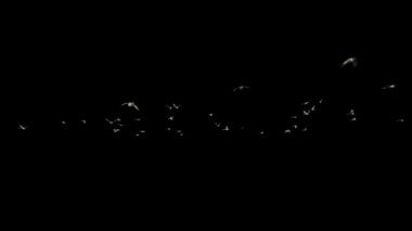 Vahşi ördekler uçuyor, Alfa Kanalı