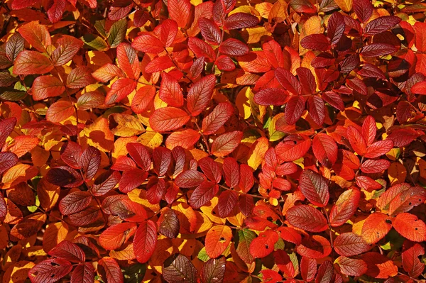 Hojas brillantes de otoño. —  Fotos de Stock