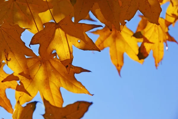Arce de otoño . —  Fotos de Stock