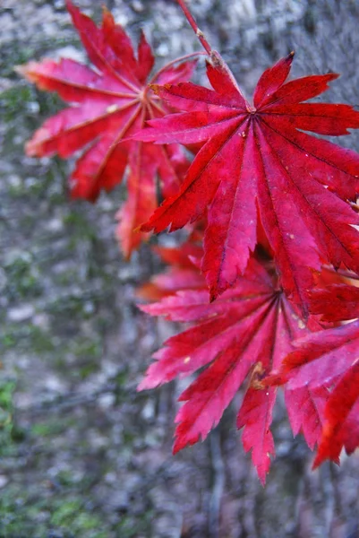 Hojas rojas sobre un fondo gris . —  Fotos de Stock