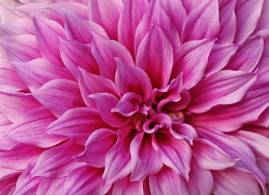 parlak pembe dahlia.