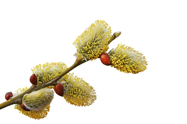 The blossoming branch of a willow. Stock Photo