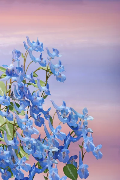 Flores de primavera sobre un hermoso fondo . Imágenes de stock libres de derechos