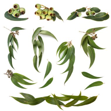 Eucalyptus Leaves Collection clipart