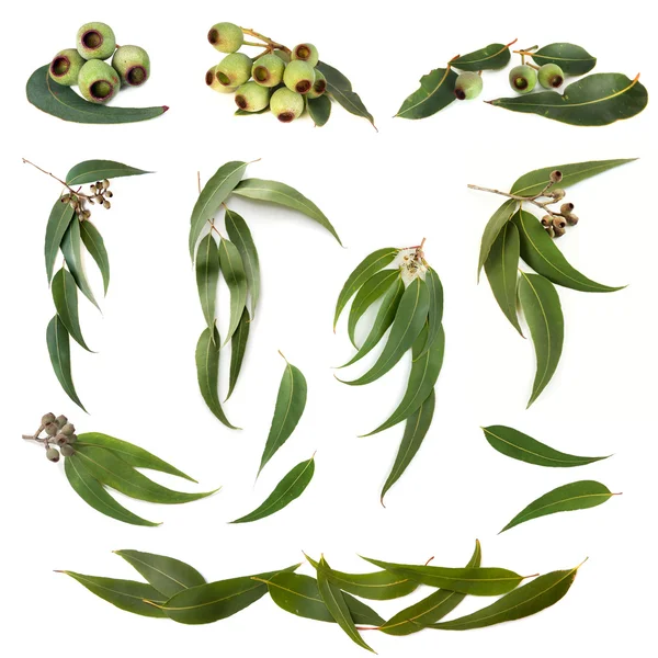 Collection de feuilles d'eucalyptus — Photo