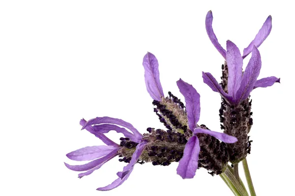 Französischer Lavendel isoliert — Stockfoto