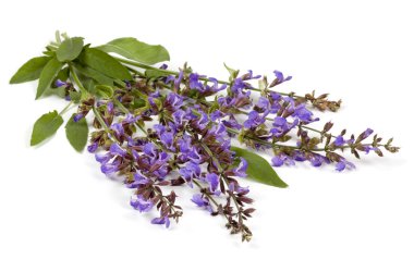 izole adaçayı çiçekleri