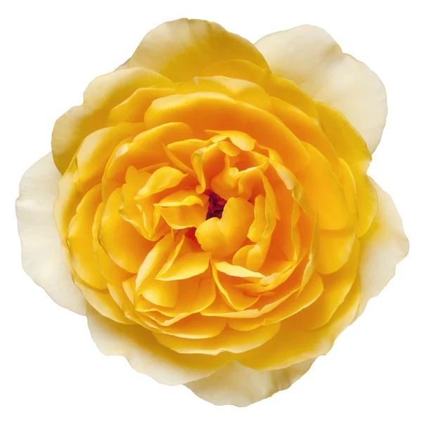 Yellow Rose with Path Isolated — Stock Photo, Image