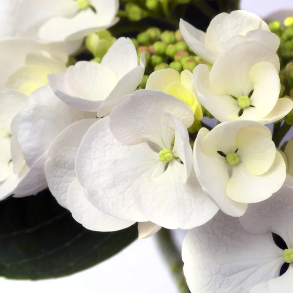 Hortensie mit weißer Spitze — Stockfoto