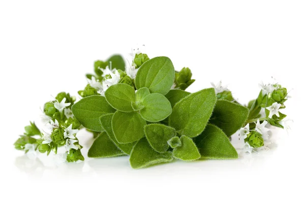 Bloeiende oregano geïsoleerd — Stockfoto