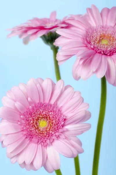 Rosa gerbera daisies över pastell blå — Stockfoto