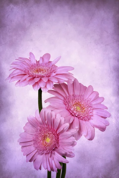 Grunge Gerbera Daisies — Stock Photo, Image