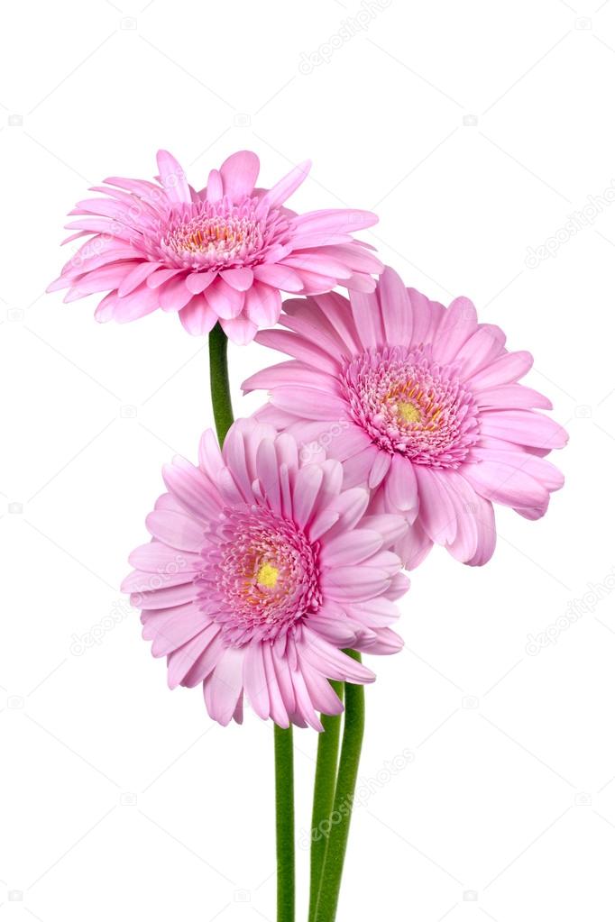 Three Pink Gerber Daisies Isolated