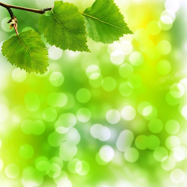 Soft Bokeh Background with Birch Leaves — Stock Photo, Image