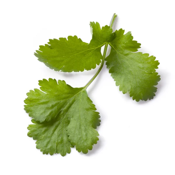 Cilantro or Coriander Isolated — Stock Photo, Image