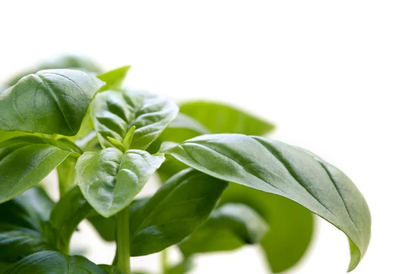 Albahaca sobre blanco — Foto de Stock