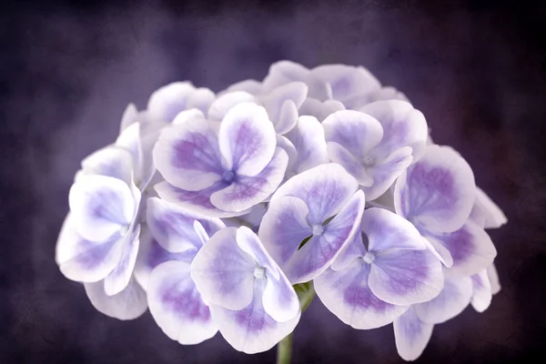 Purple Hydrangea with Grunge Effects — Stock Photo, Image