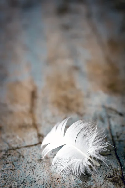 Weiße Feder auf altem Holz Hintergrund — Stockfoto
