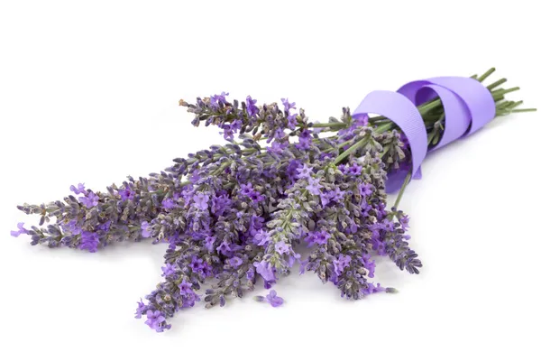 Lavanda com fita sobre branco — Fotografia de Stock