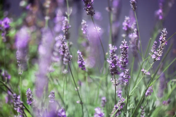 Lavendel Hintergrund — Stockfoto