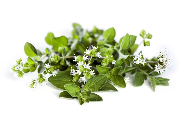 Flowering Oregano Isolated on white — Stock Photo, Image