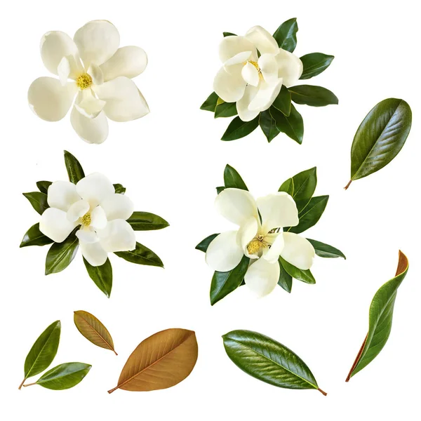 白に孤立したモクレンの花や葉のコラージュ リトル ジェム マグノリア マグノリア グラニディオラスのドワーフ品種 エバーグリーン ブルベイ ローレル ロブリーとも呼ばれる — ストック写真