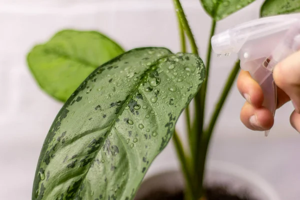 Las Flores Interior Son Sprayed Flower Cuidado — Foto de Stock