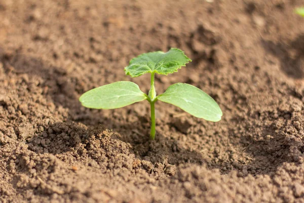 Una plántula joven crece en el jardín. — Foto de Stock