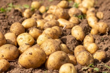 Yerdeki tarlada taze organik patatesler.