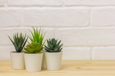 Kapalı alanda suni bitkiler, saksılarda çeşitli sulu bitkiler. Beyaz mini kaplarda sulu. Ev dekorasyonu için fikirler. Alanın kopyası.