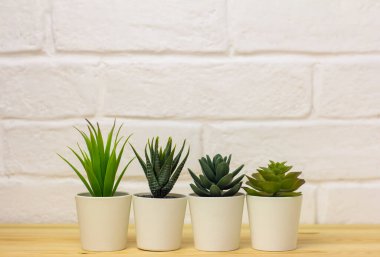 Kapalı alanda suni bitkiler, saksılarda çeşitli sulu bitkiler. Beyaz mini kaplarda sulu. Ev dekorasyonu için fikirler. Alanın kopyası.