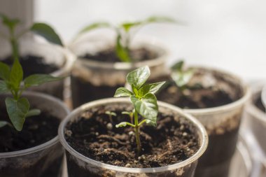 Tohumlar, taze filizler cam kenarında büyür.