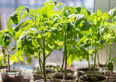 Pencere kenarındaki güneş ışığında domates fideleri.