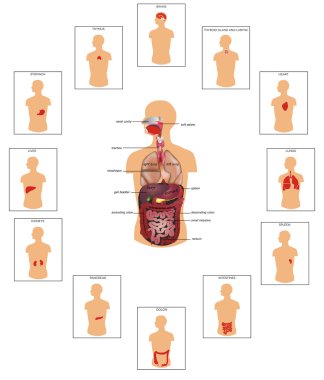 insan anatomisi, büyük toplama