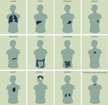 İnsan Anatomisi