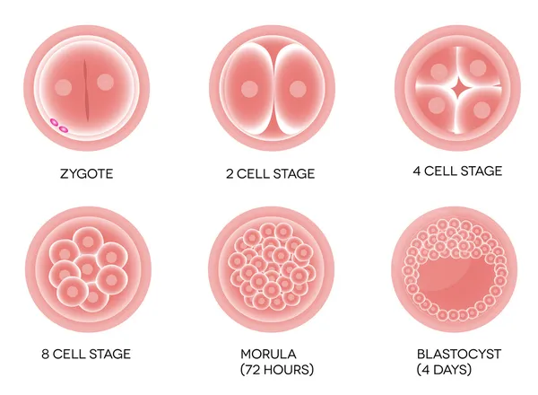 Desarrollo de óvulos fertilizados — Archivo Imágenes Vectoriales