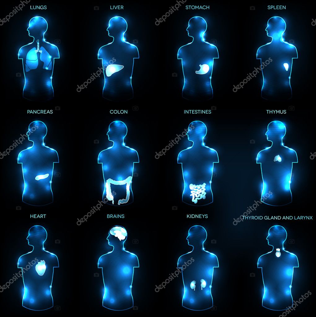 Human anatomy concept Stock Vector by ©megija 22865668