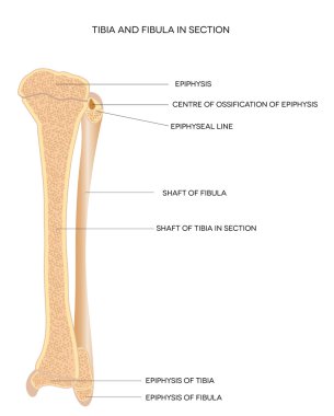 Tibia ve fibula. bacak kemikleri