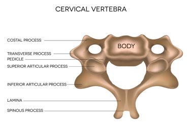 servikal vertebra