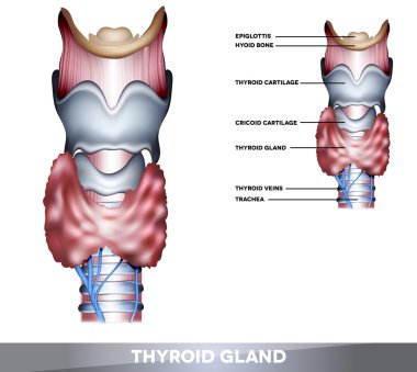 Thyroid gland clipart