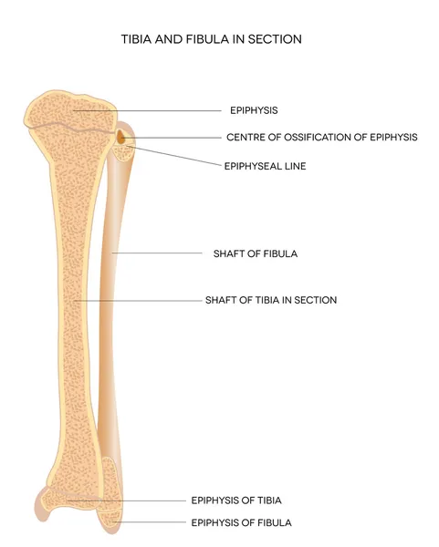Tibia y Fibula. Huesos de pierna — Vector de stock