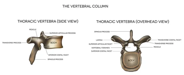 Thoracale wervel — Stockvector