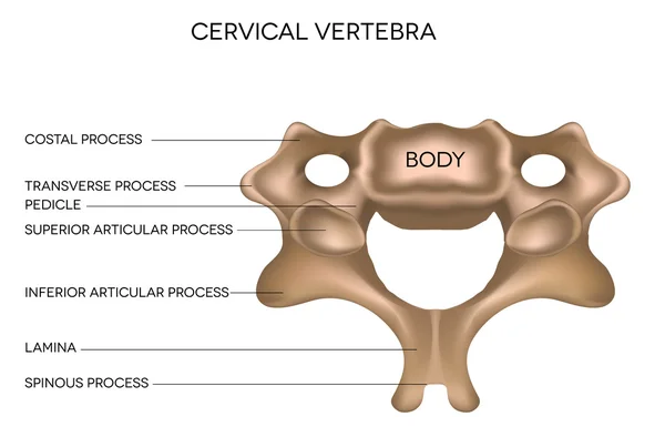 Vértebra cervical — Archivo Imágenes Vectoriales