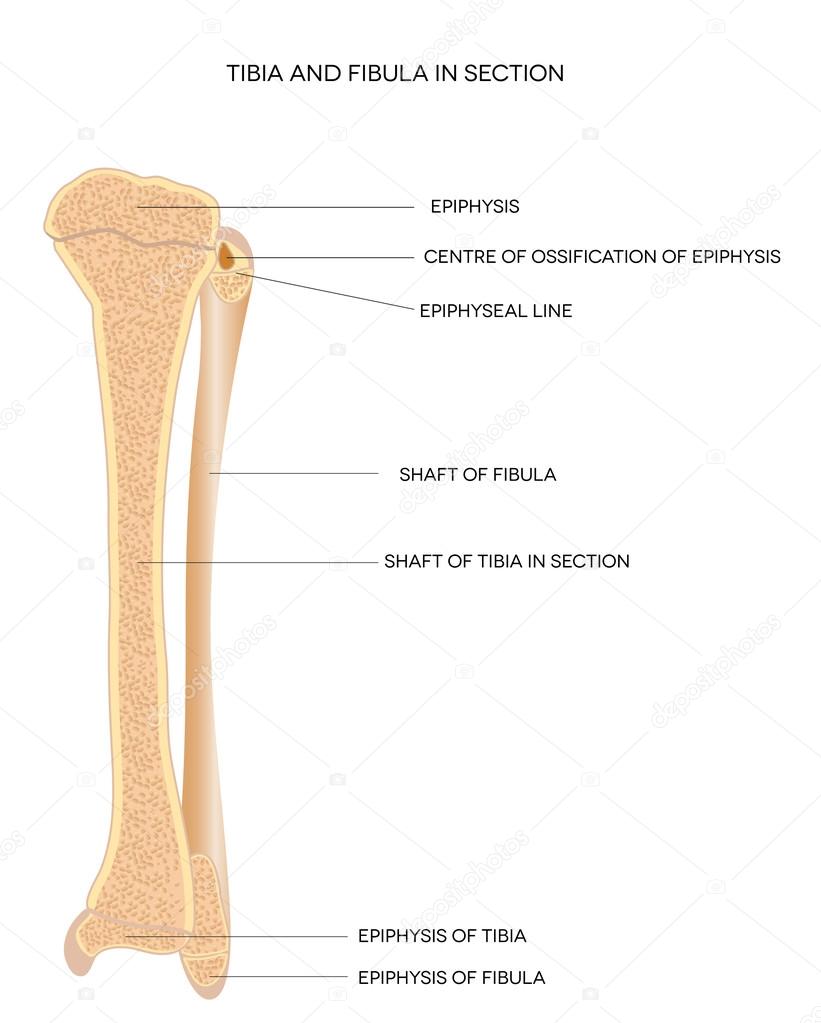 Tibia and Fibula. Leg bones