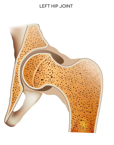 Articulación de cadera — Archivo Imágenes Vectoriales
