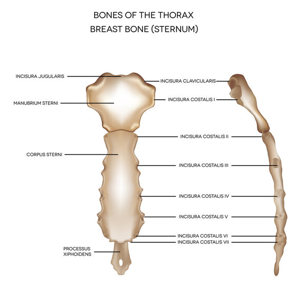 Breast bone (sternum