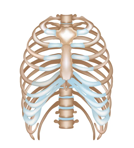 Thorax-ribben, borstbeen, wervel — Stockvector